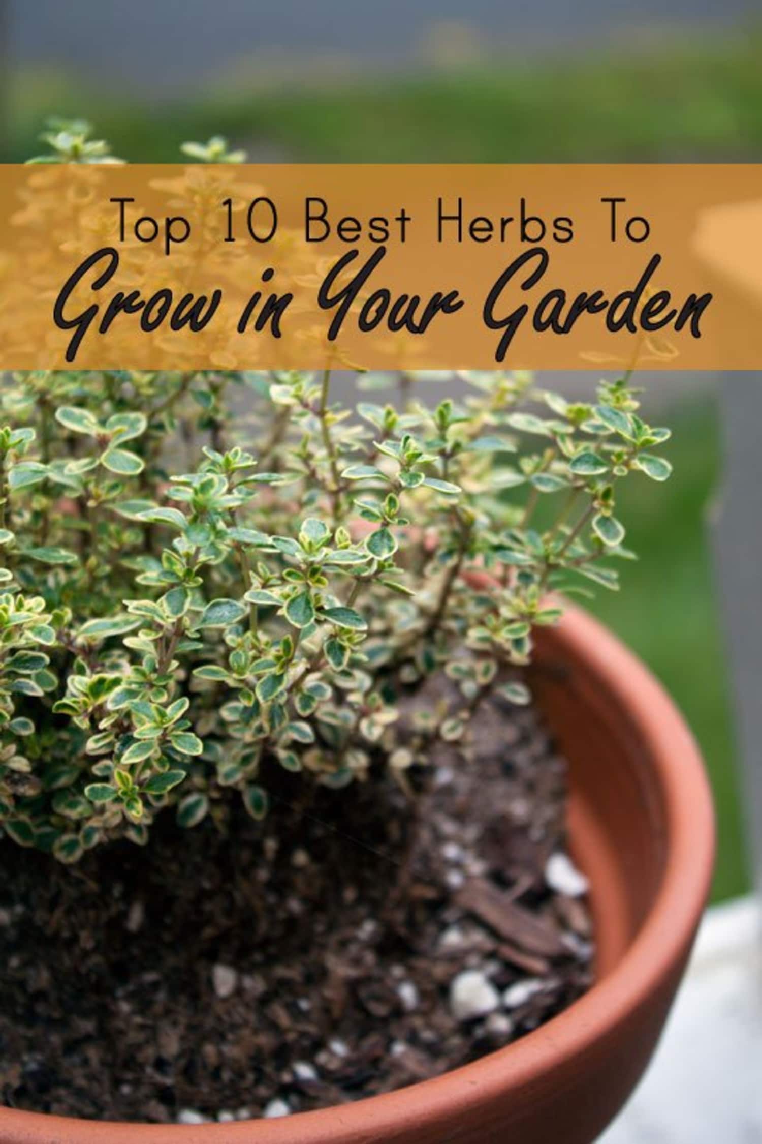 Top 10 Best & Easiest Herbs to Grow in Your Garden (And How to Use Them