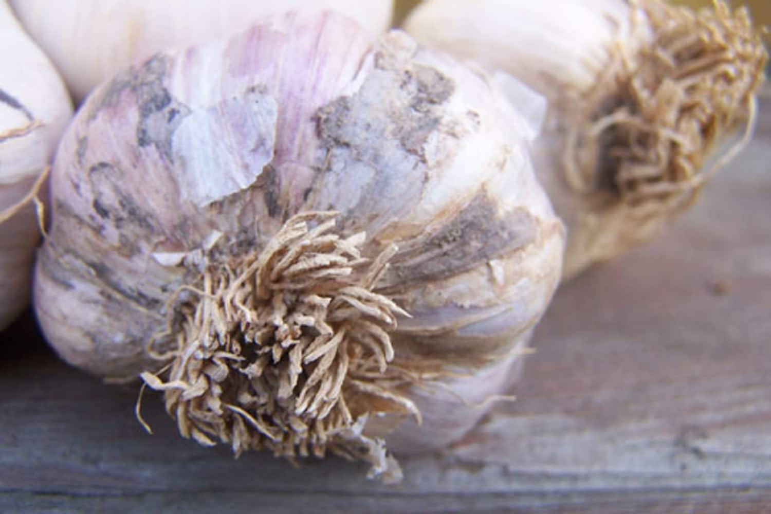 How to Plant Garlic in Containers Apartment Therapy