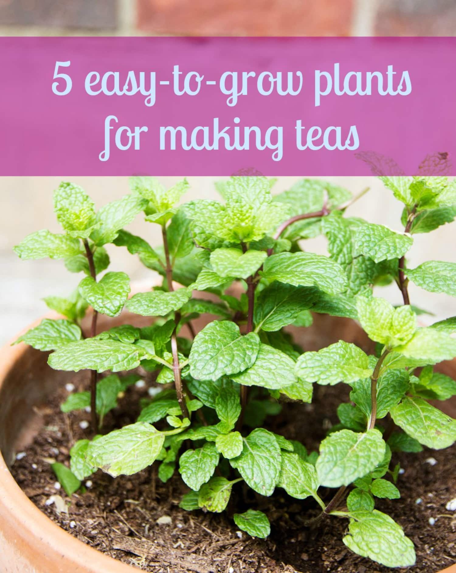 5 Easy-to-Grow Container Plants Perfect for Making Teas ...