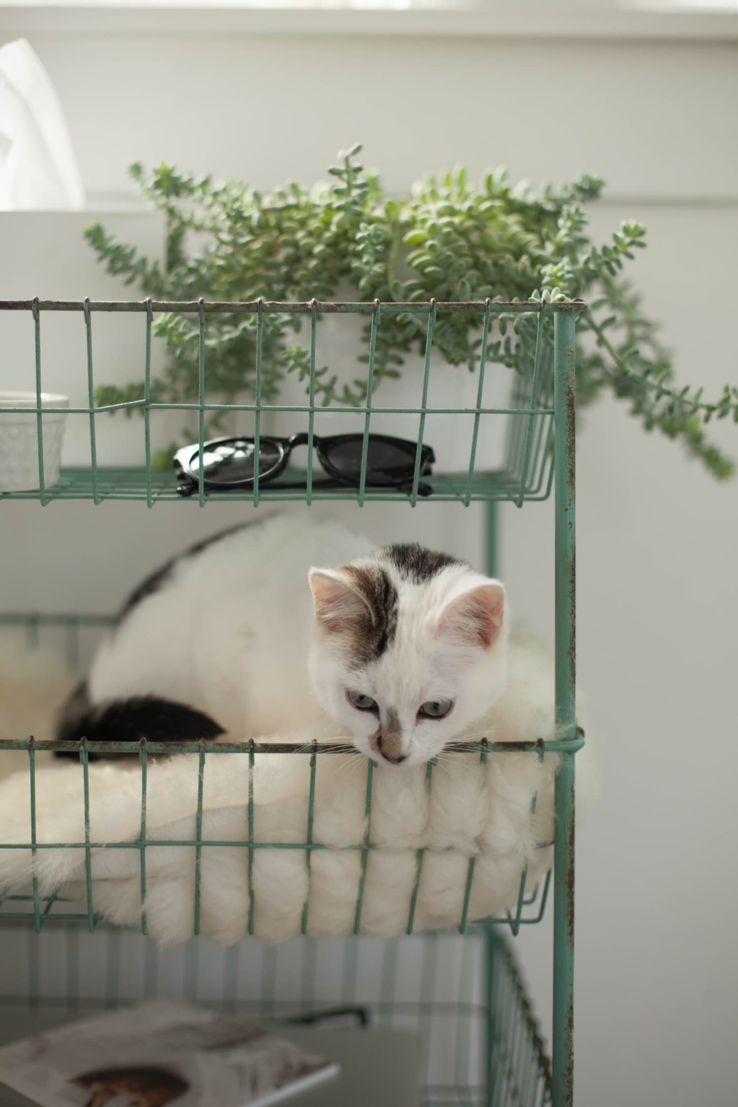 5 Pet-Safe Plants (& How to Keep Your Furry Friends Away ...