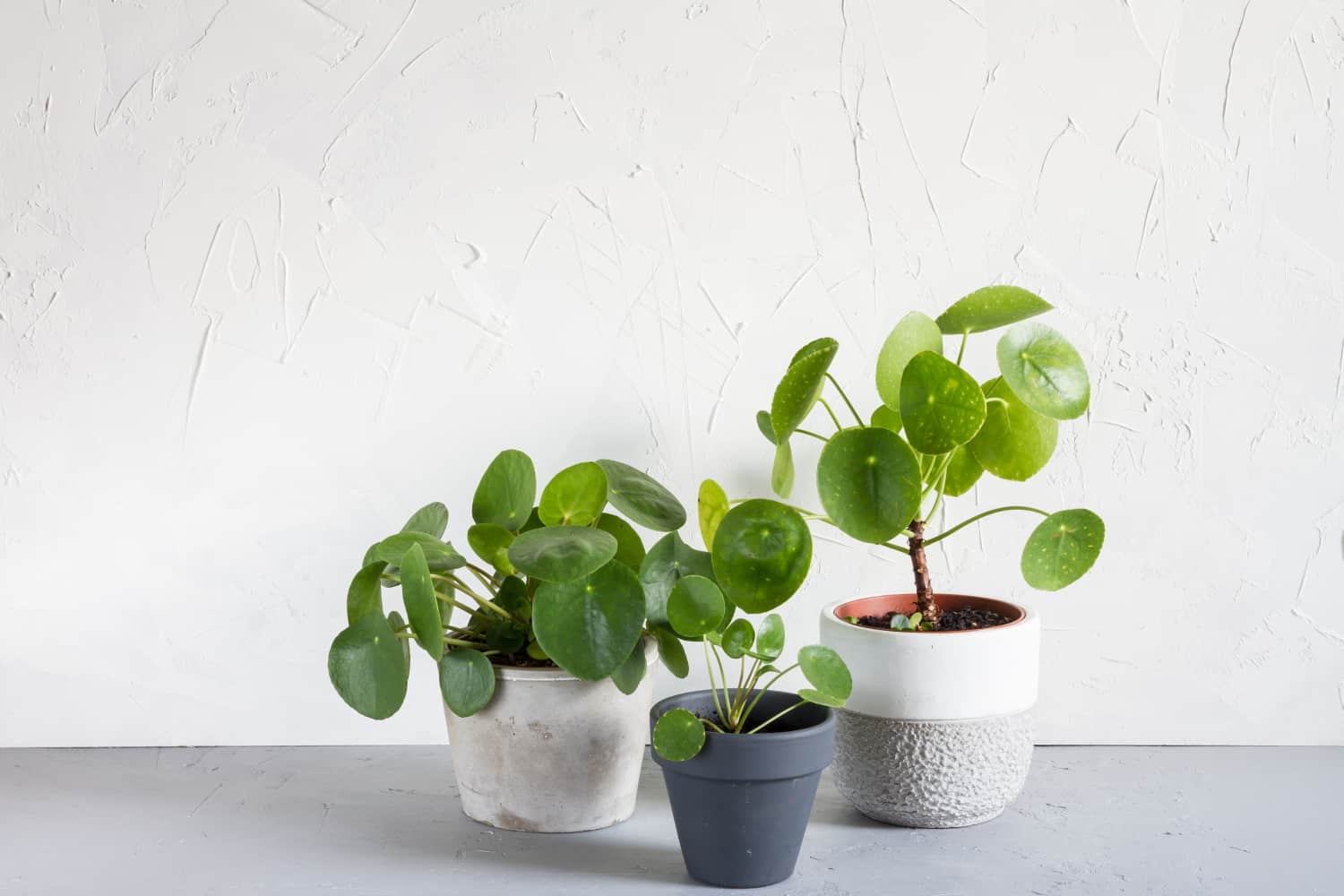 PhotoFriendly Pilea Plants Are Cute and Easy To Care For