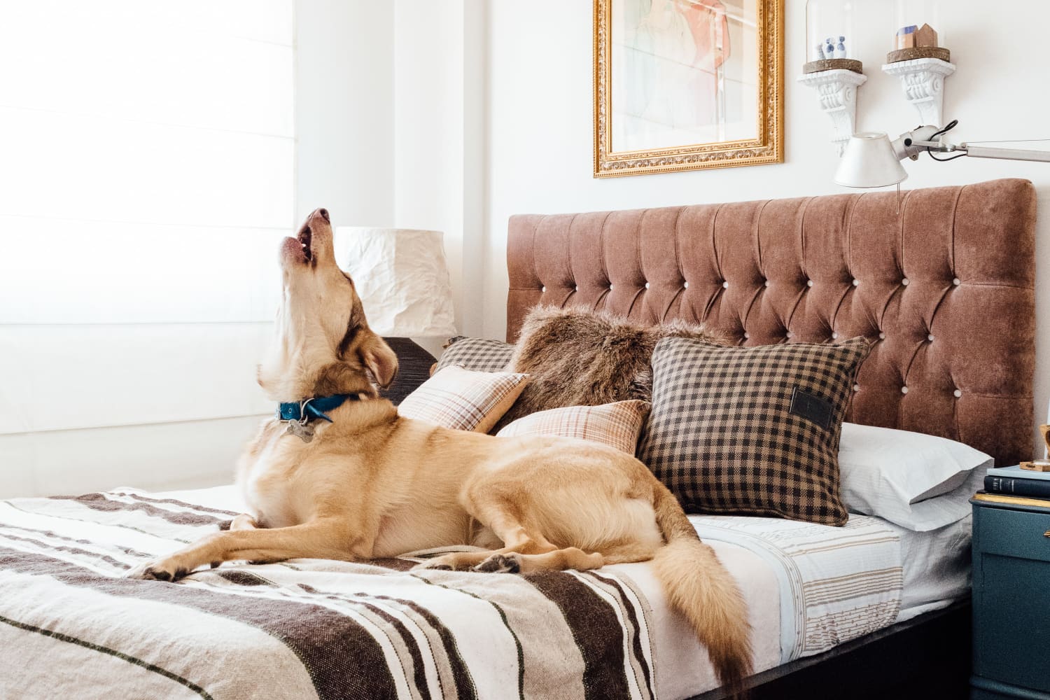 This First-Time Homeowner Built a Dog Room For His Pups | Apartment Therapy