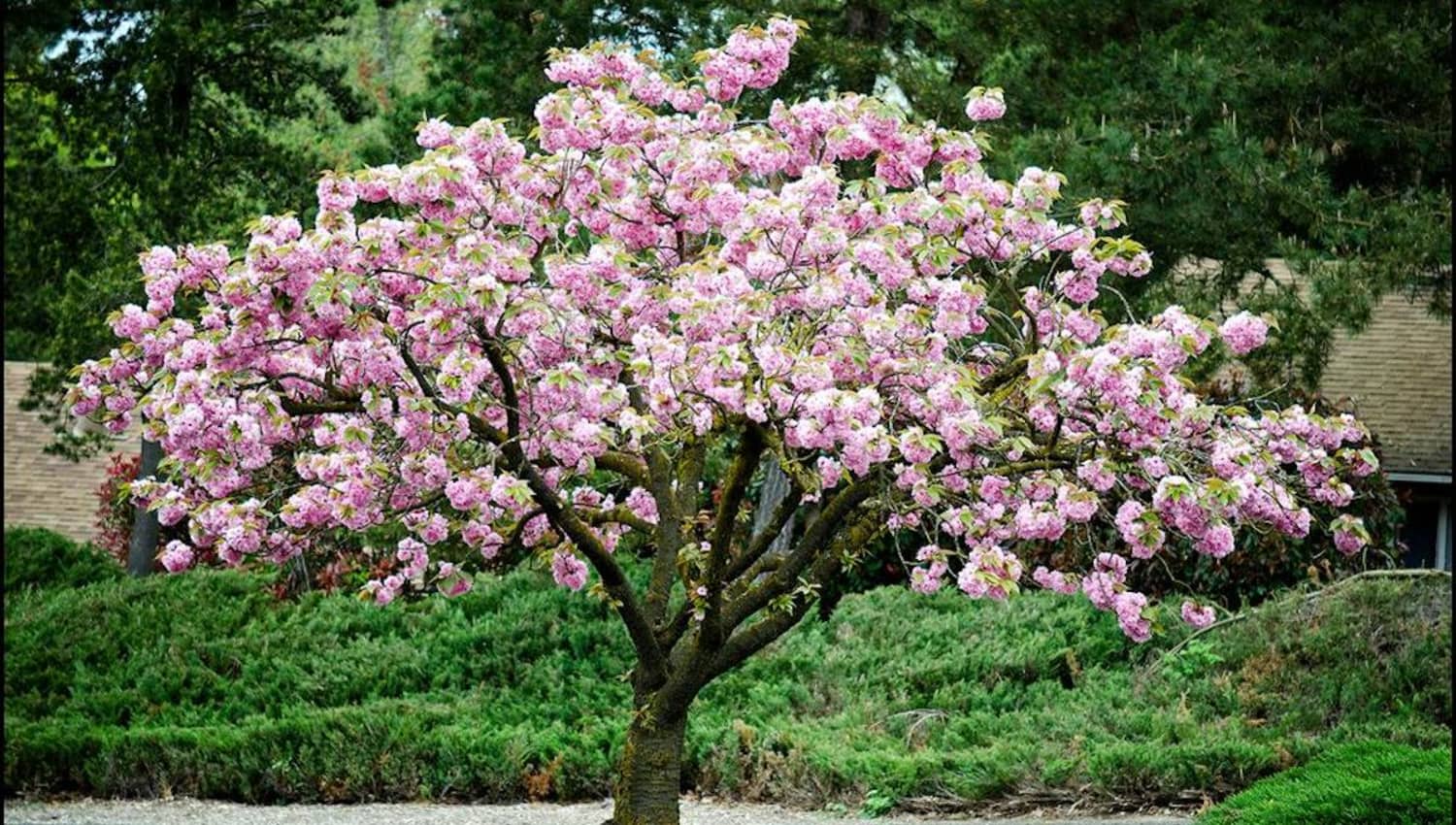 You Can Buy A Stunning Cherry Blossom Tree For Your Backyard At Home cherry-trees-in-containers-5-year-youtube