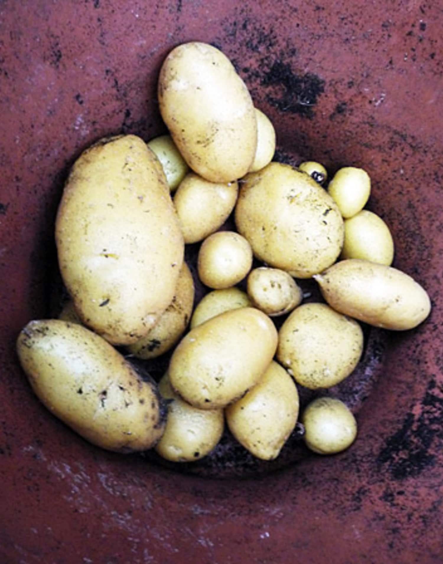 What’s the Difference? New vs. Fingerling Potatoes Kitchn