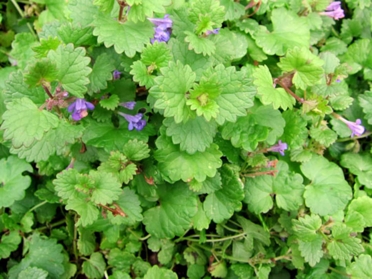 Edible Weeds Ground Ivy Kitchn