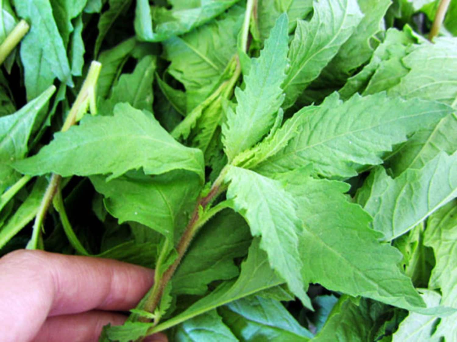 Ingredient Spotlight Epazote Kitchn