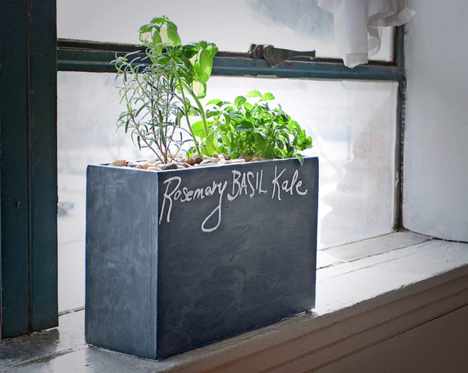 An Easy Way To Grow Indoor Herbs Modern Sprout’s