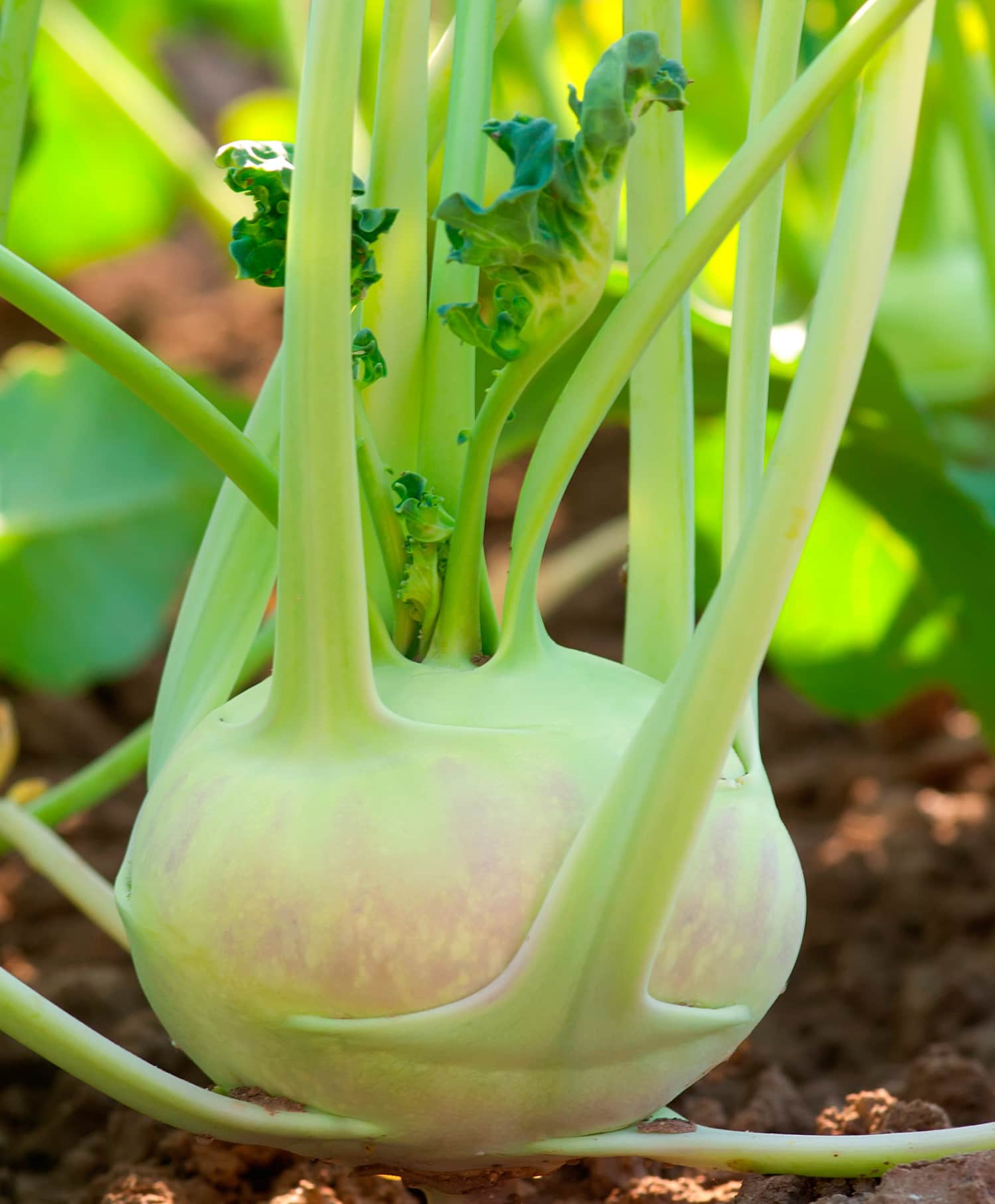 Kohlrabi Is Weird! And Here’s What You Can Do With It Kitchn