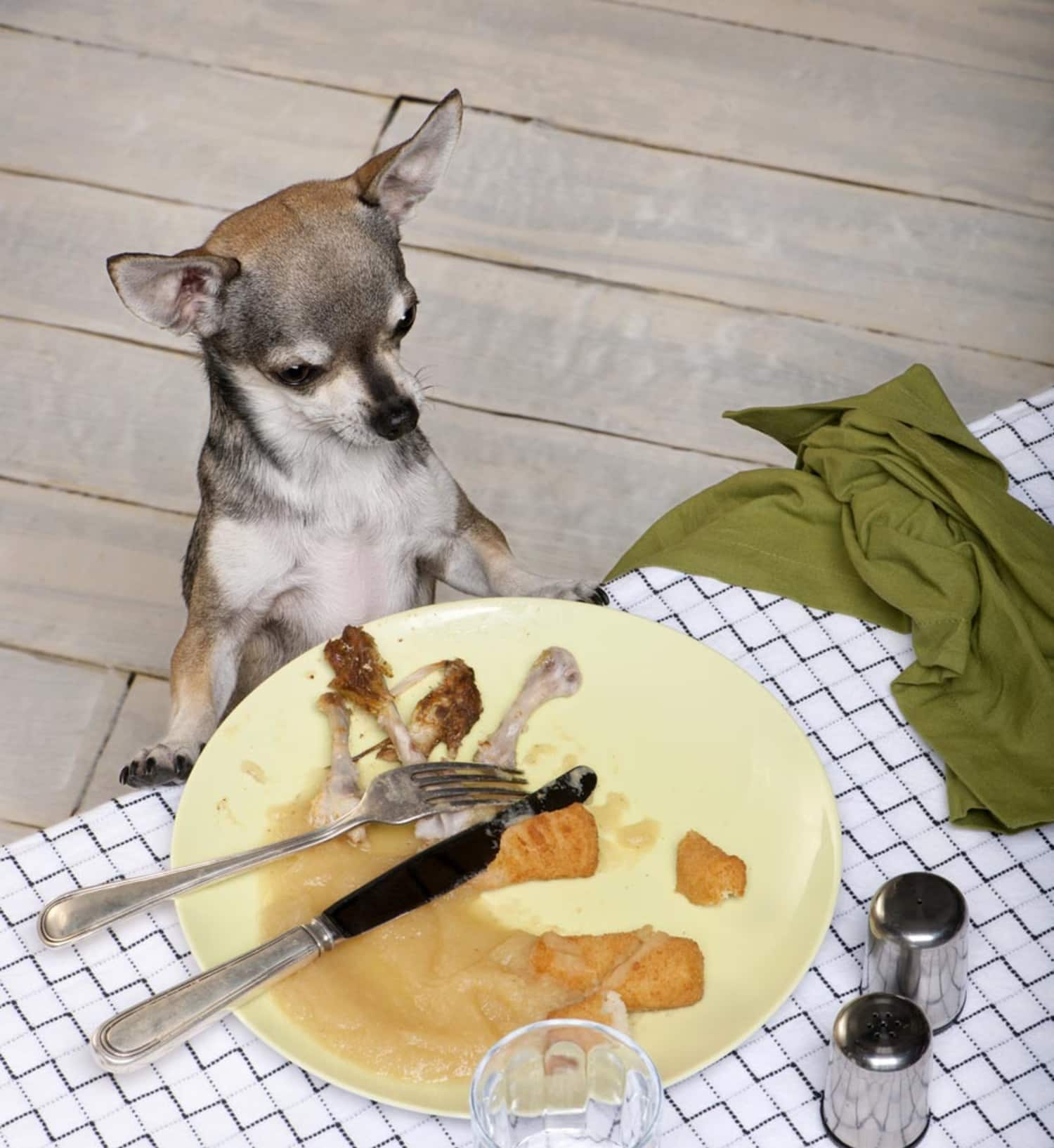 Feeding Table Scraps to Animals Some Dos and Don’ts Kitchn