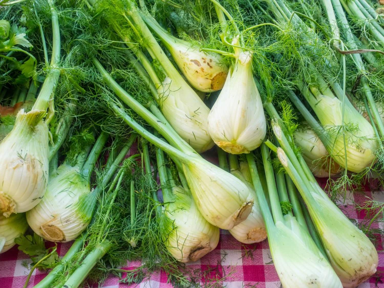 What Should I Do With Leftover Fennel  Fronds Kitchn