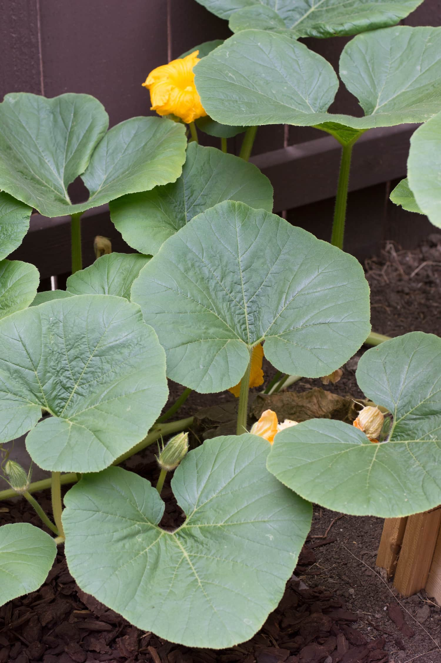 did-you-know-you-can-eat-pumpkin-leaves-kitchn