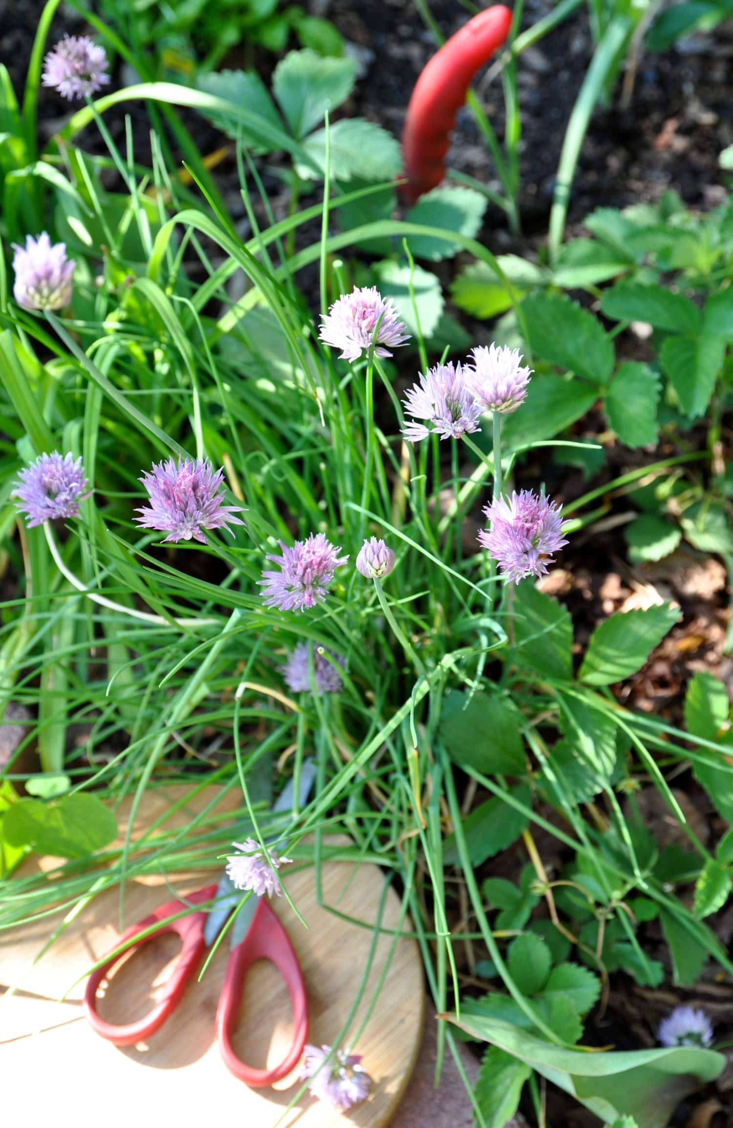 Everything You Need to Know About Growing Chives Kitchn