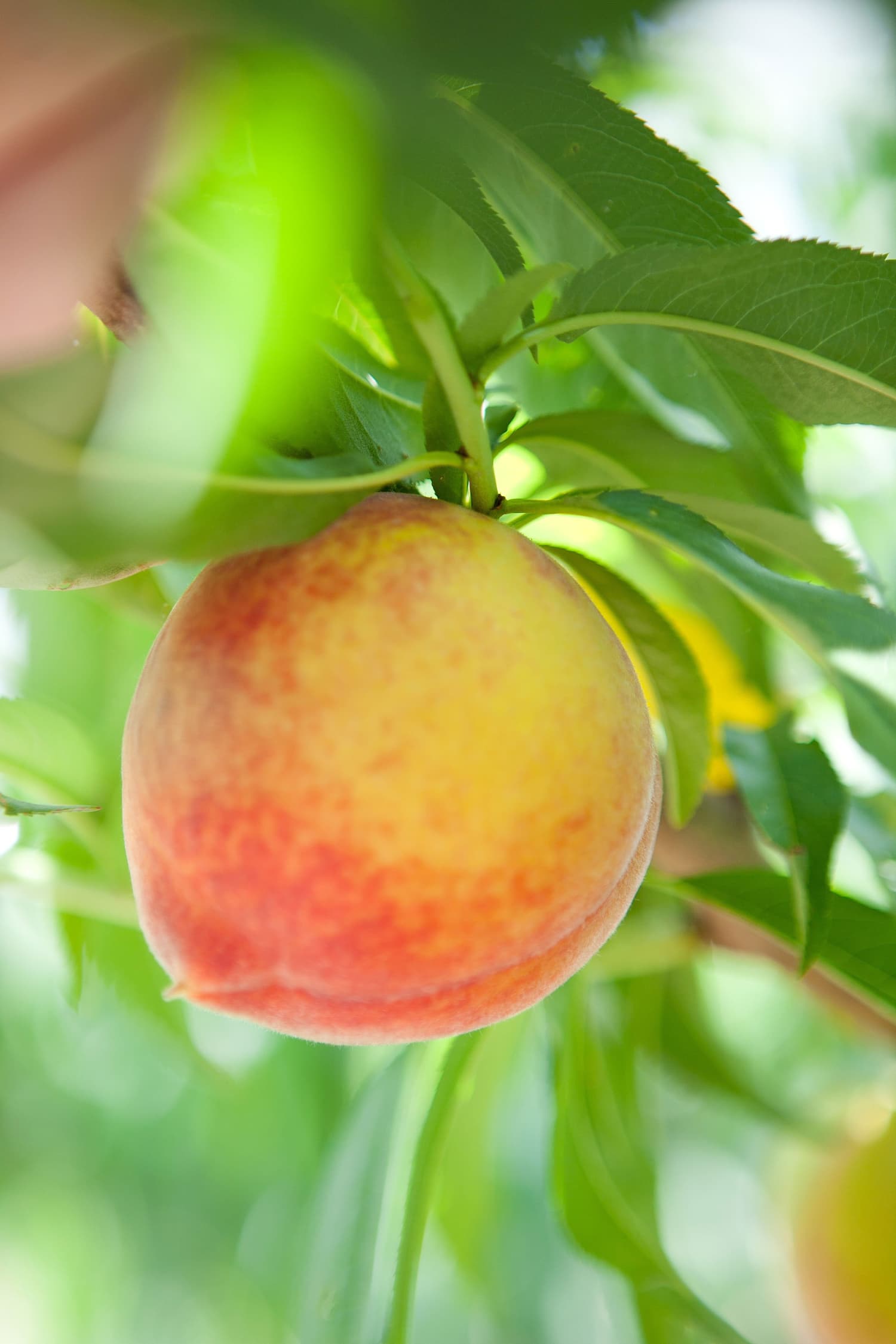 The Story of Lane Southern Orchards, Growing Peaches in for 107 Years Kitchn