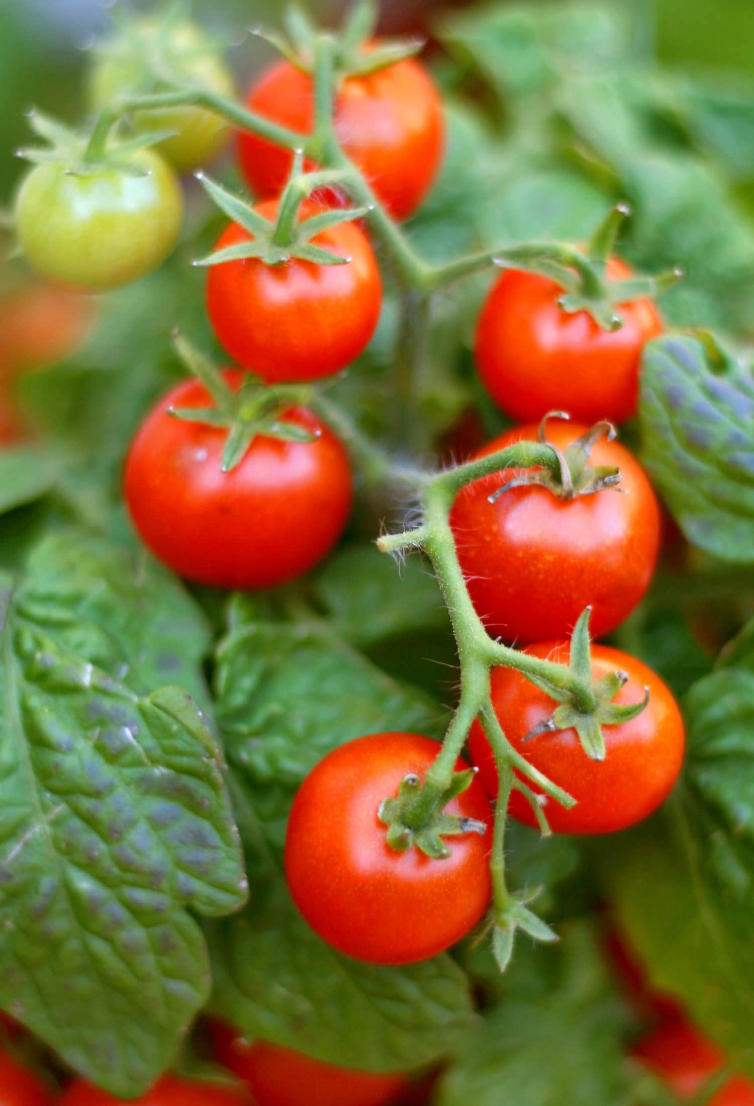 Are Tomato Leaves Actually Poisonous