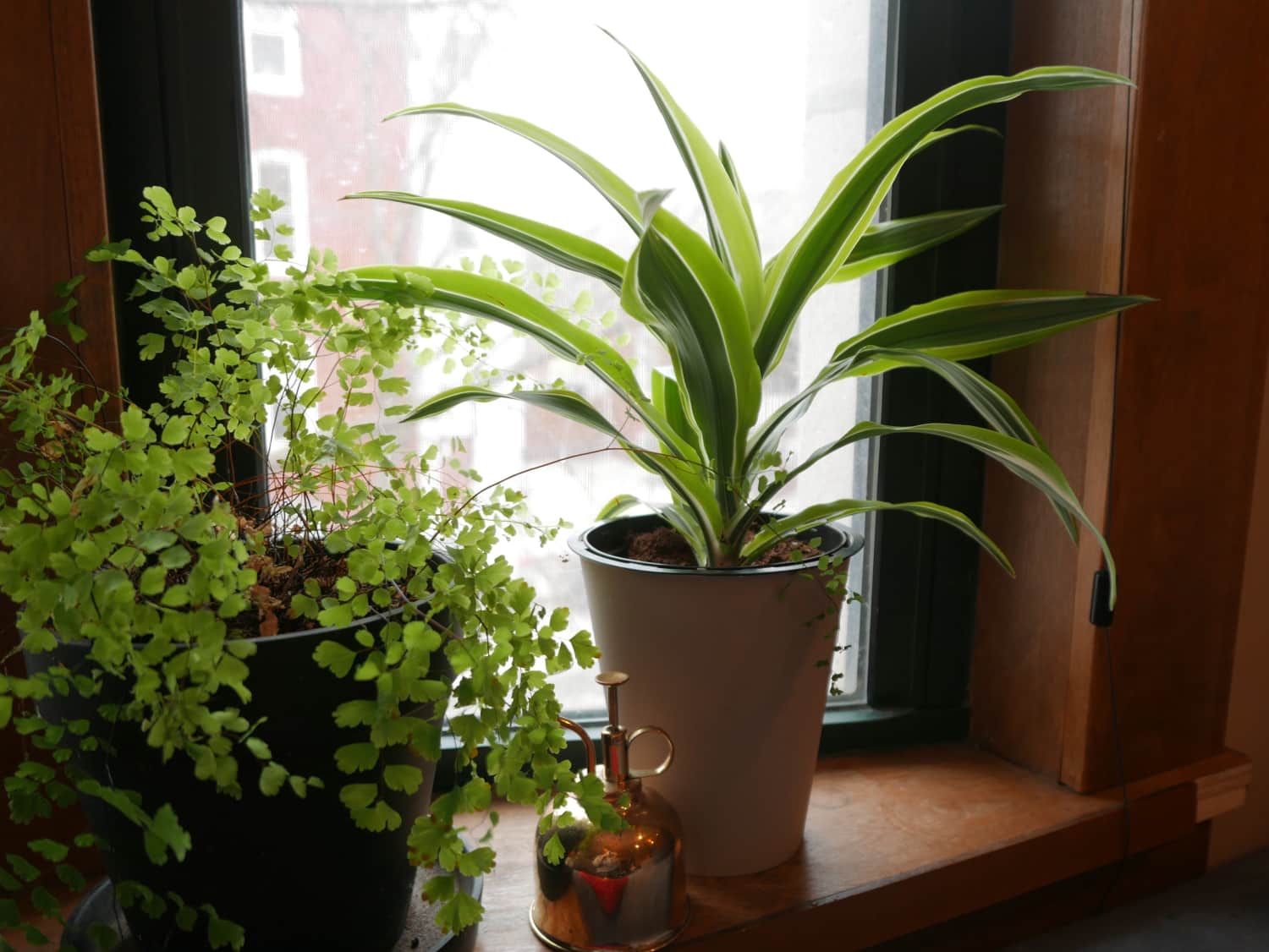 7 Houseplants That Clean Your Air Kitchn