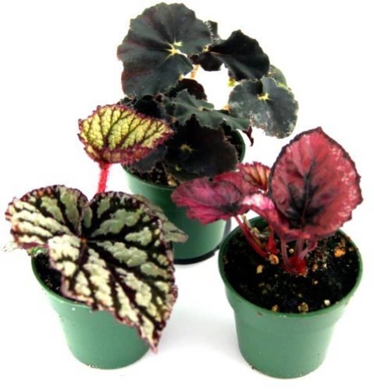 Product Image: Begonia Rex Plant