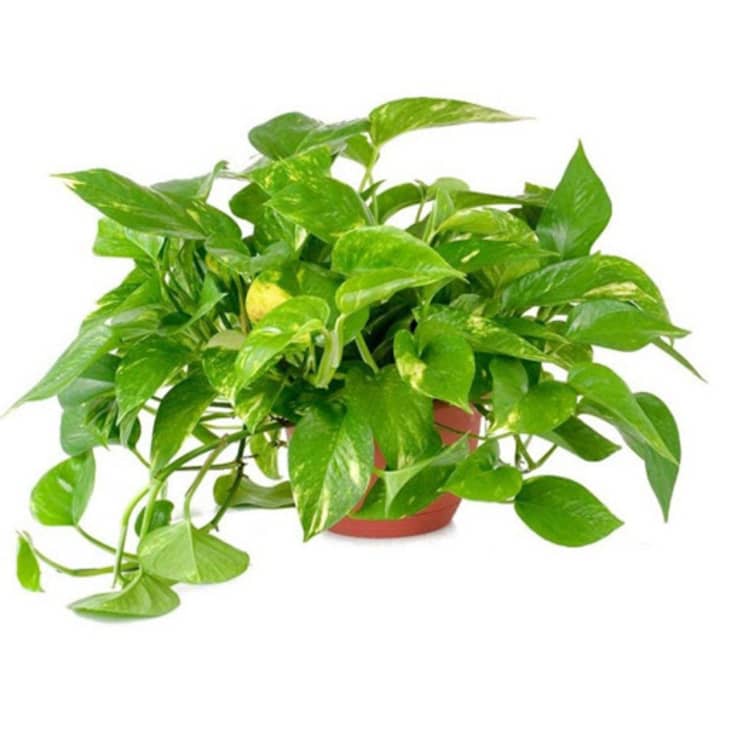 Product Image: Golden Pothos in 1 Gallon Pot