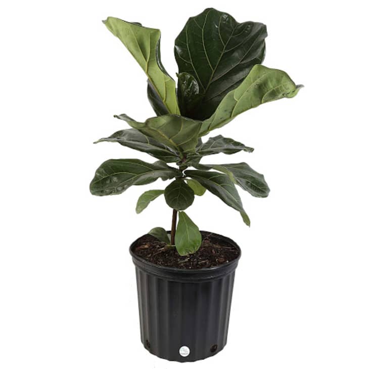 Product Image: Fiddle-Leaf Fig Tree (Ficus Lyrata)