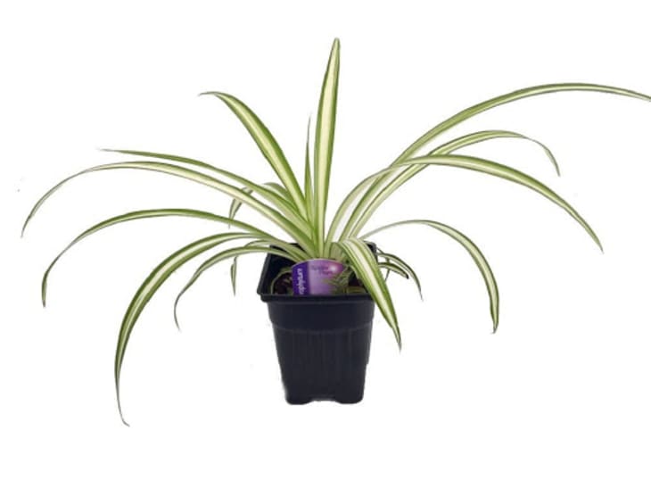 Product Image: Spider Plant in 3″ Pot
