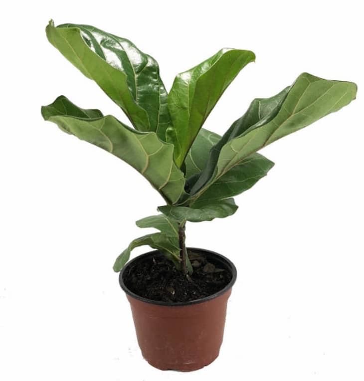 Product Image: Fiddleleaf Fig Tree – Ficus in 6″ Pot