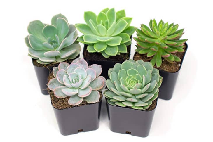 Product Image: 5-Pack of Echeveria Succulents