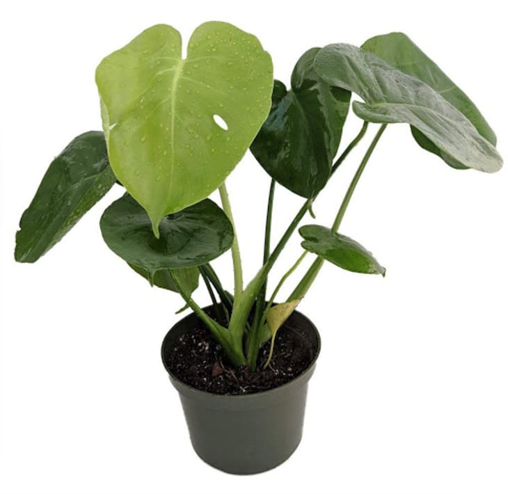 Product Image: Monstera Deliciosa Plant in 6″ Pot
