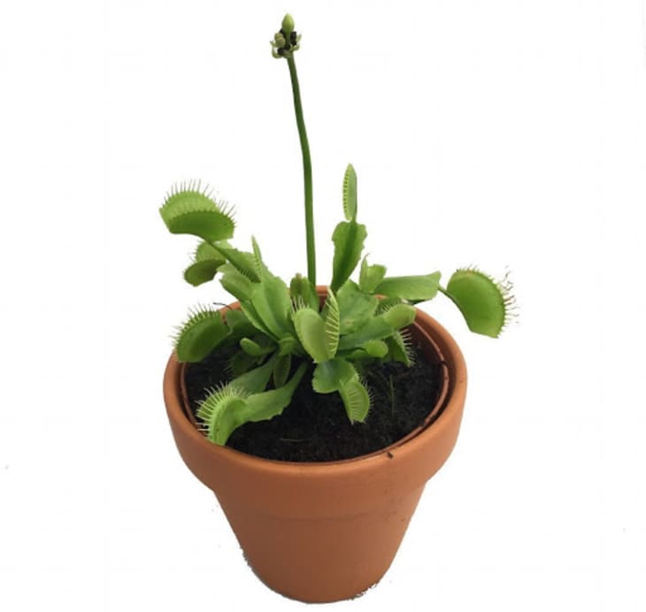 Product Image: Venus Flytrap Plant in 3″ Pot