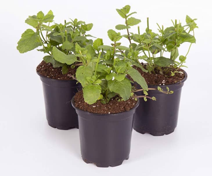 Product Image: Aromatic Live Mint Herb Plant (3 Pack)