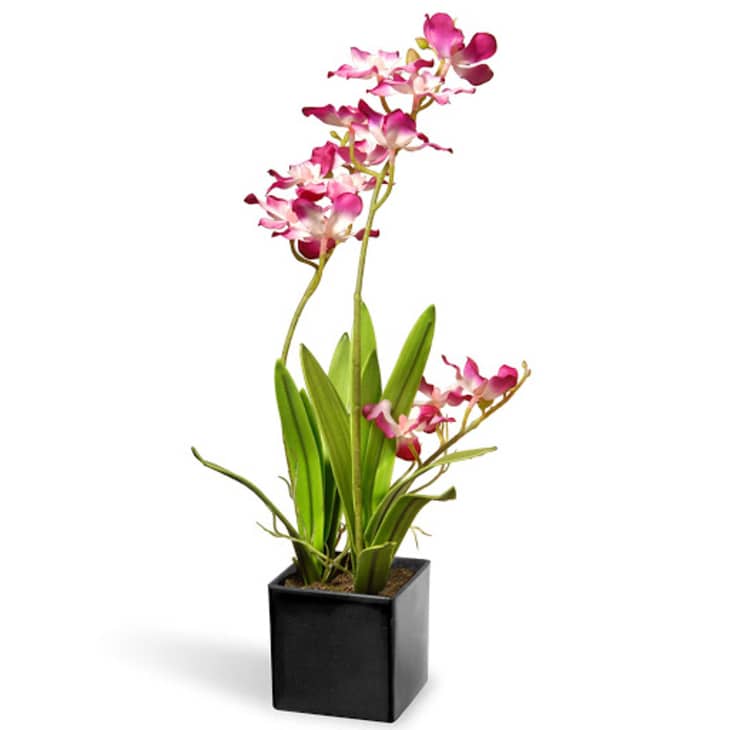 Product Image: Purple Orchid Flowers with Black Square Ceramic Base