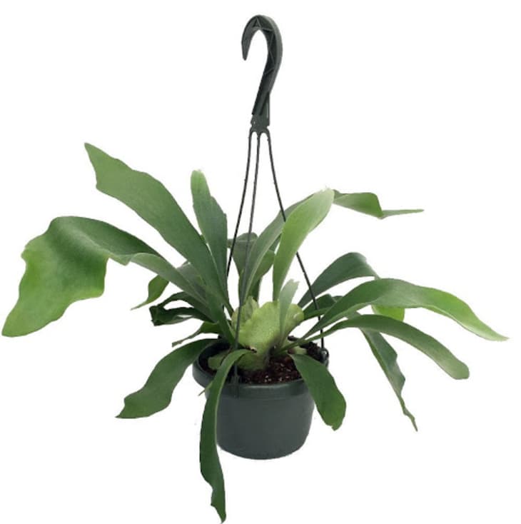 Product Image: Staghorn Fern in 6.5″ Pot