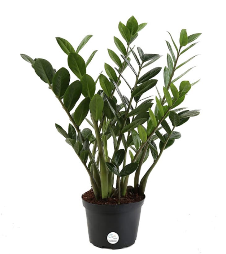 Product Image: ZZ Plant in 6″ Pot
