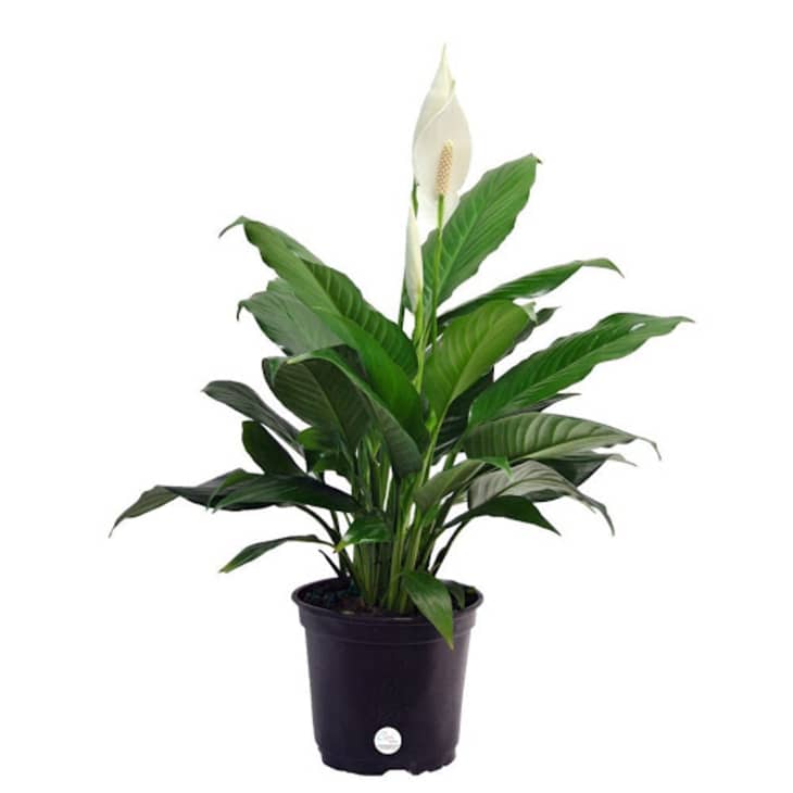 Product Image: Peace Lily in 6″ Pot