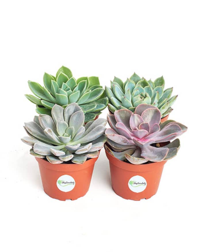 Best Pastel Color House Plants Apartment Therapy
