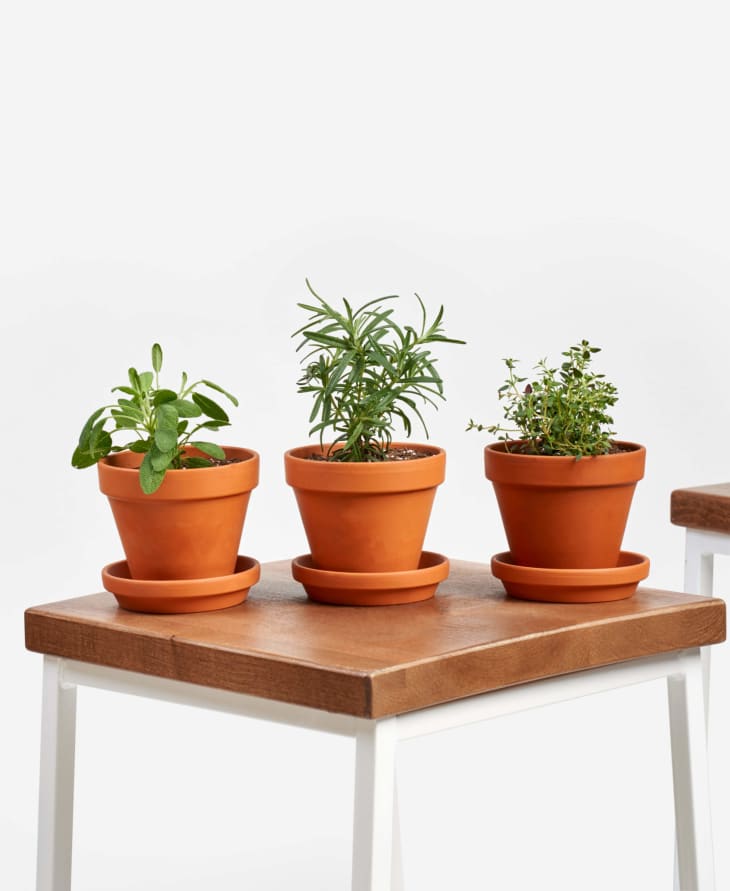 Product Image: Indoor Herbs Collection