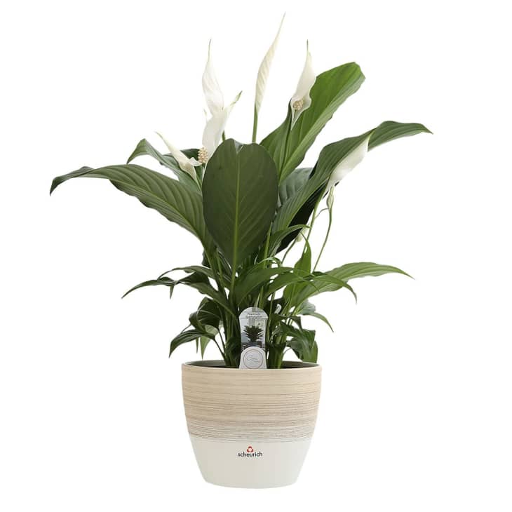 Product Image: Costa Farms Peace Lily
