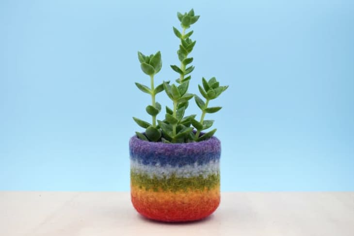 Product Image: Pride Flag Succulent Planter