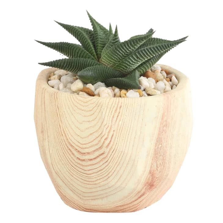 Costa Farms Potted Succulent at Amazon