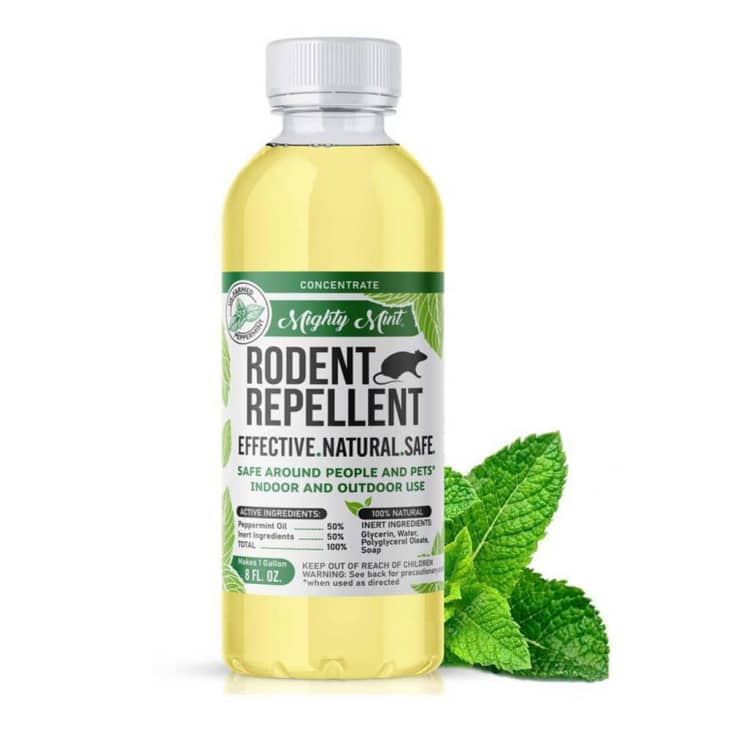 Rodent Natural Peppermint Concentrate at Home Depot