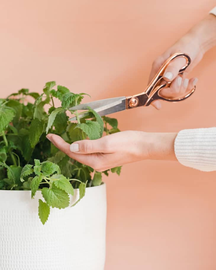 Pruning plants with scissors