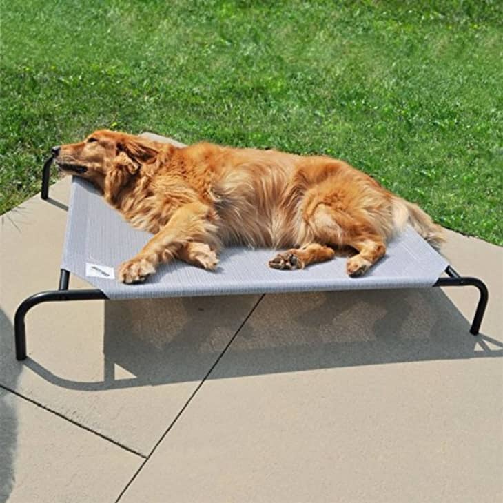 Product Image: Gale Pacific Coolaroo Elevated Dog Bed