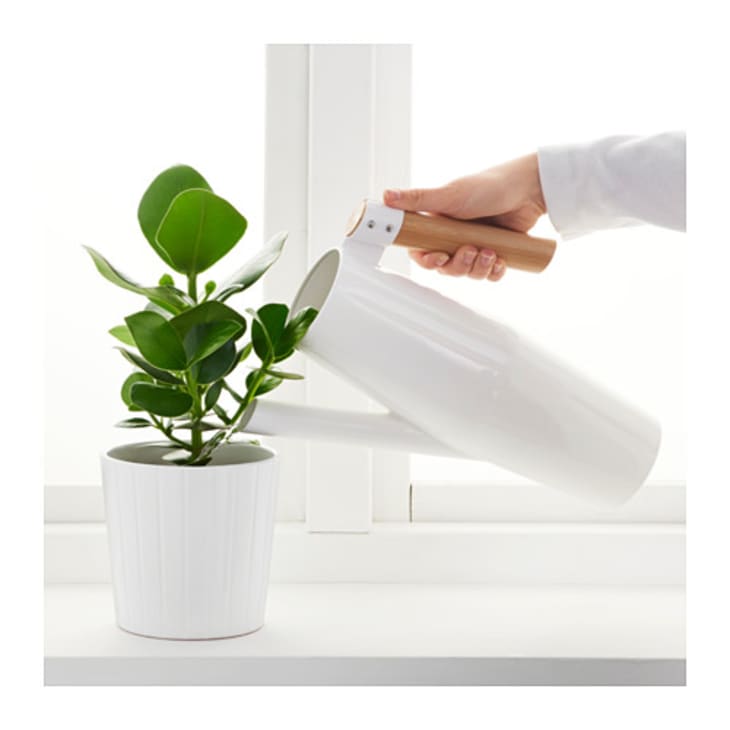 Product Image: Bittergurka Watering Can