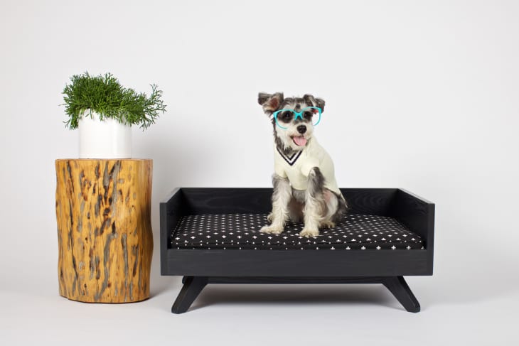 Product Image: Pup & Kit Special Edition Joey High Back Bed