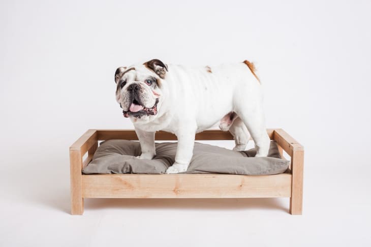Product Image: Cozy Cama Purebred Bed