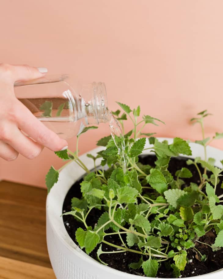 Watering a small plant