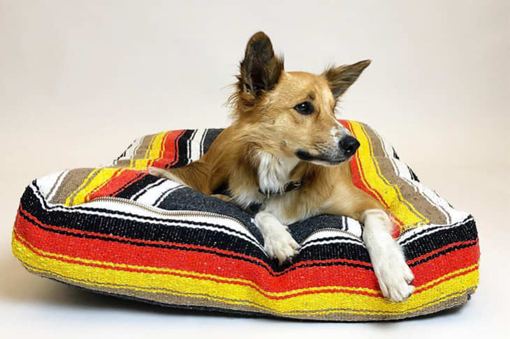 funky dog beds