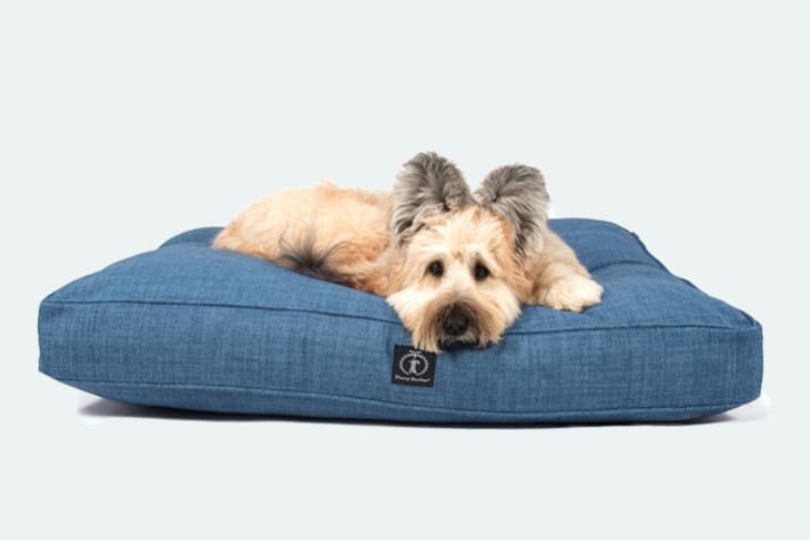 chic dog beds