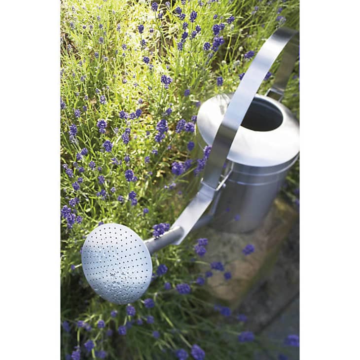 Product Image: AGUO Sprinkle Head Watering Can by stotz-design
