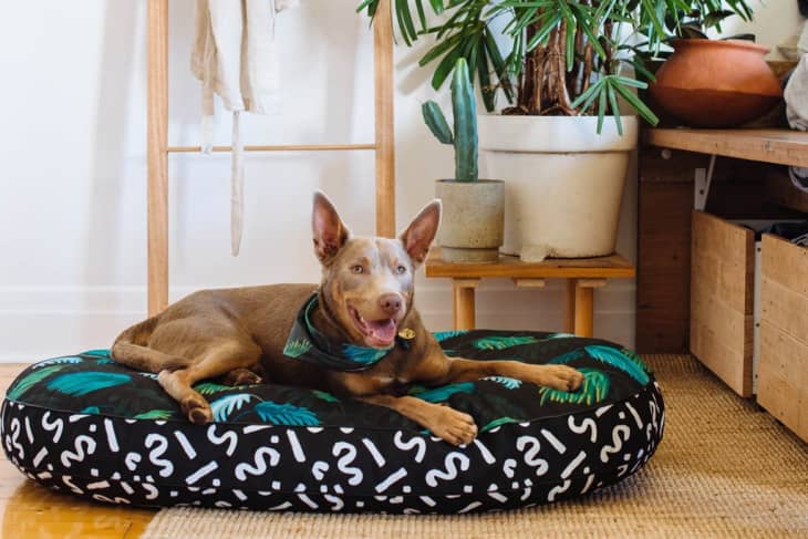 Product Image: Nice Digs Jungle Fever Dog Bed