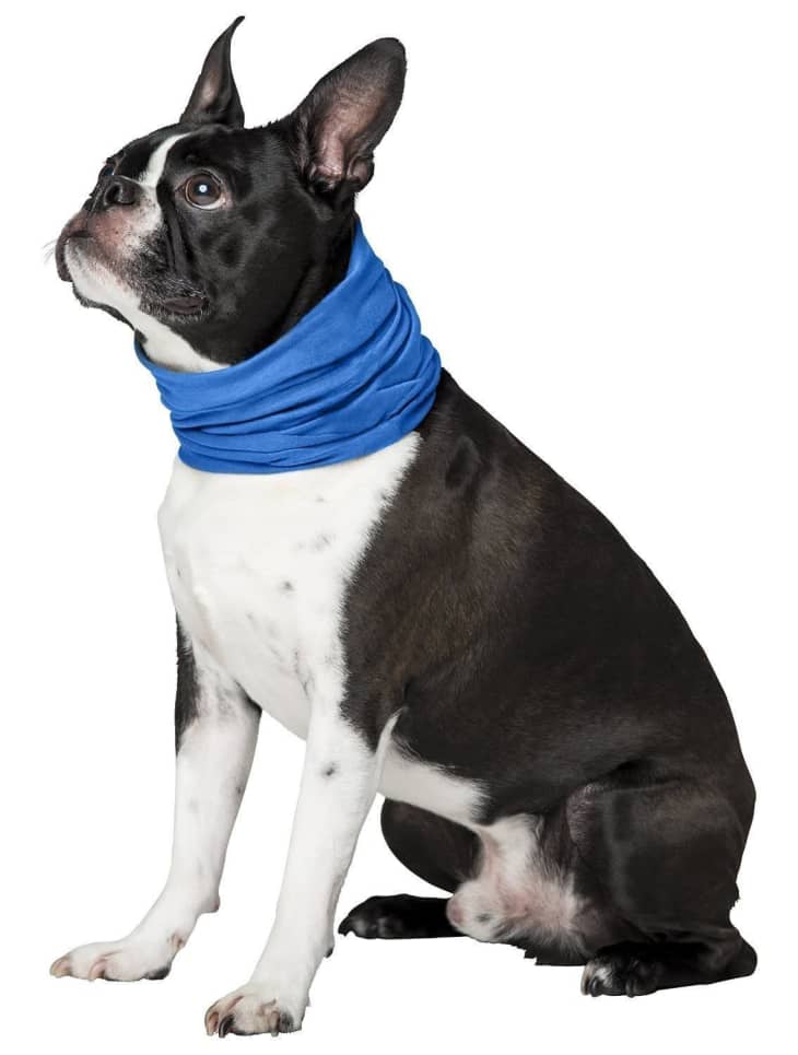 This Dog Cooling Collar Will Help Prevent Your Pup From Overheating This Dog Cooling Collar Will Help Prevent Your Pup From Overheating