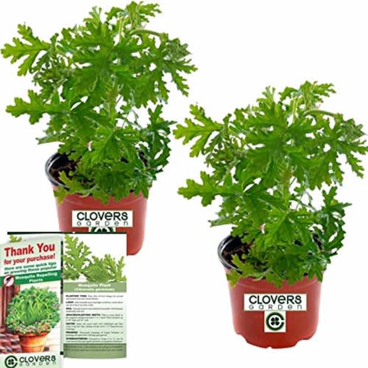 These Citronella Plants Repel Mosquitoes Apartment Therapy